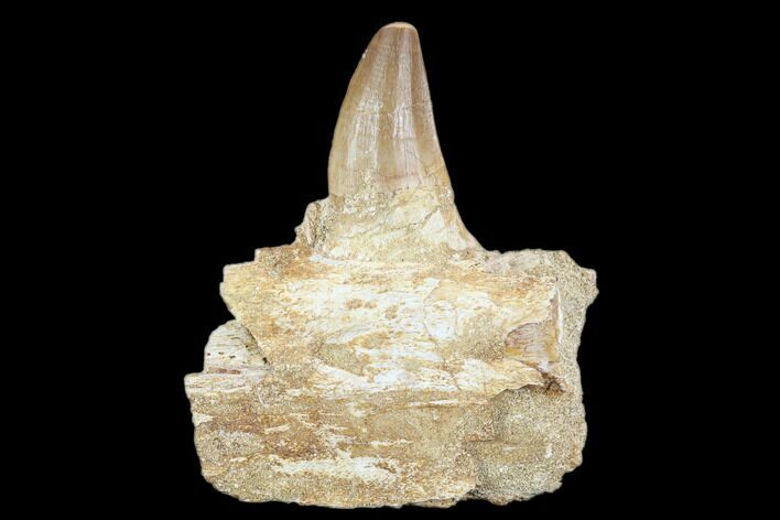 Fossil Mosasaur (Prognathodon) Jaw Section With Tooth - Morocco #116980